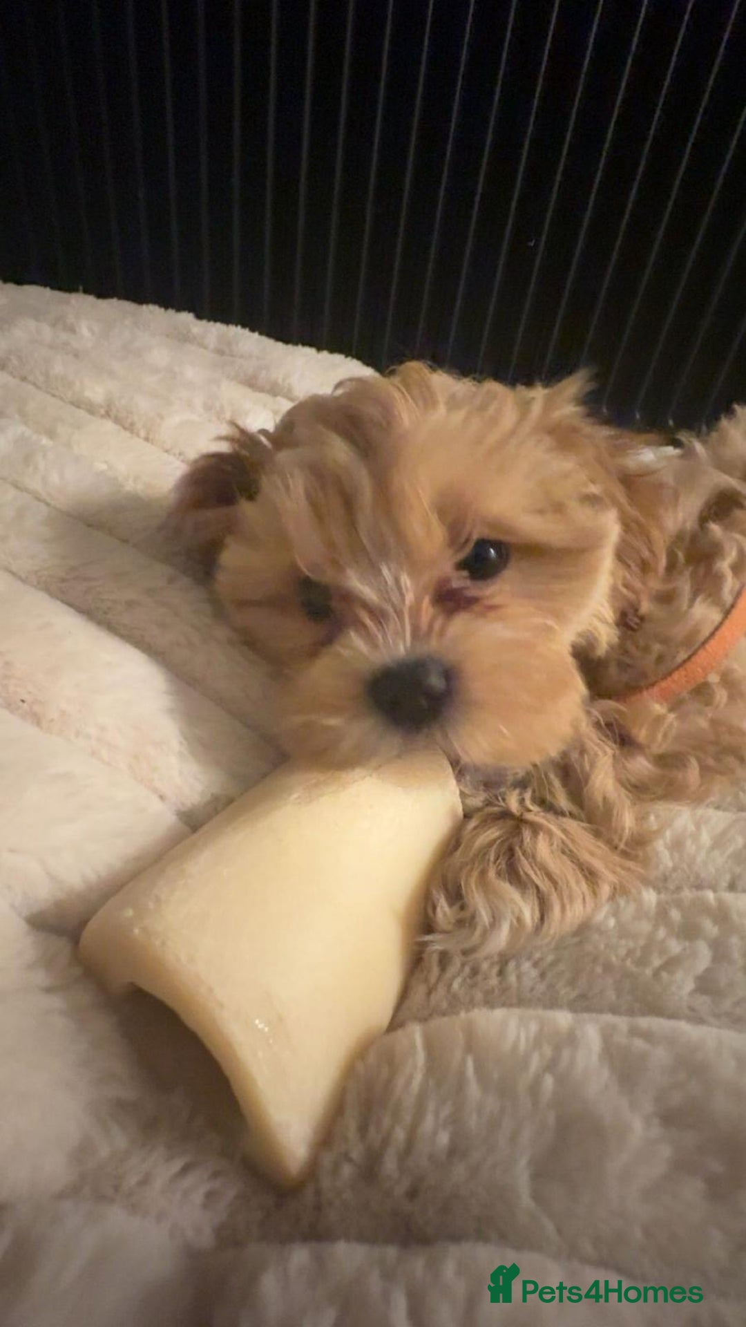 Shihpoo dogs for sale: Shihpoo puppies looking for homes - Advert 6