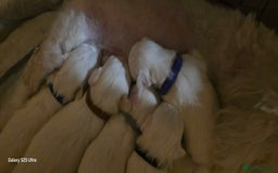 Maltese dogs for sale: Puppy maltese - Image 2