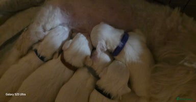 Maltese dogs - Advert 2