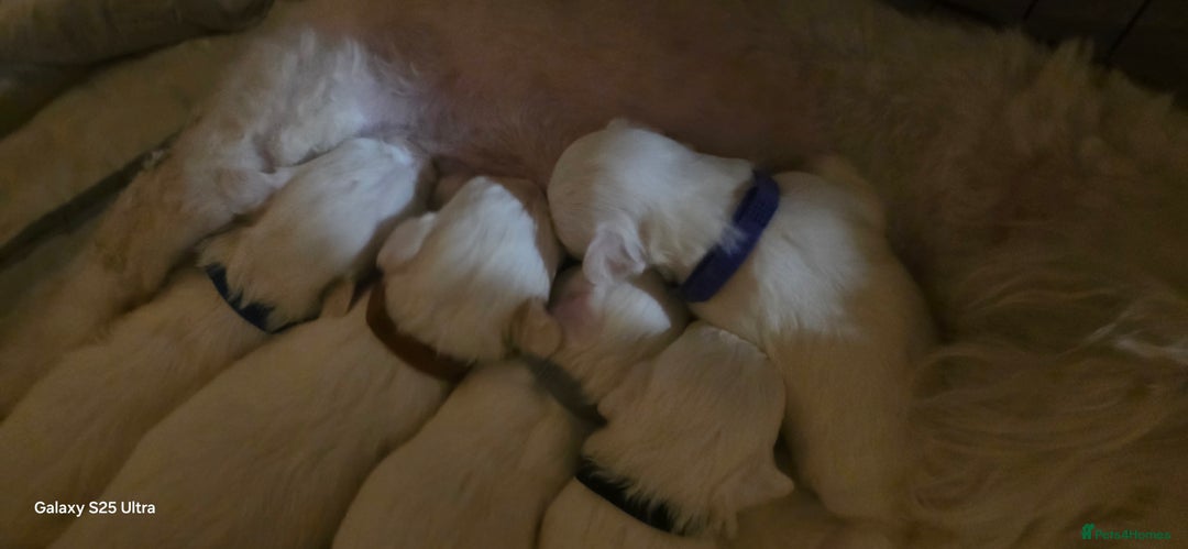 Maltese dogs for sale: Puppy maltese - Image 2