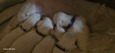 Maltese dogs - Advert 1
