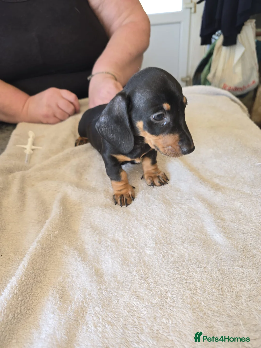 Dachshund dogs for sale: Dachshound  miniture puppies  - Advert 12