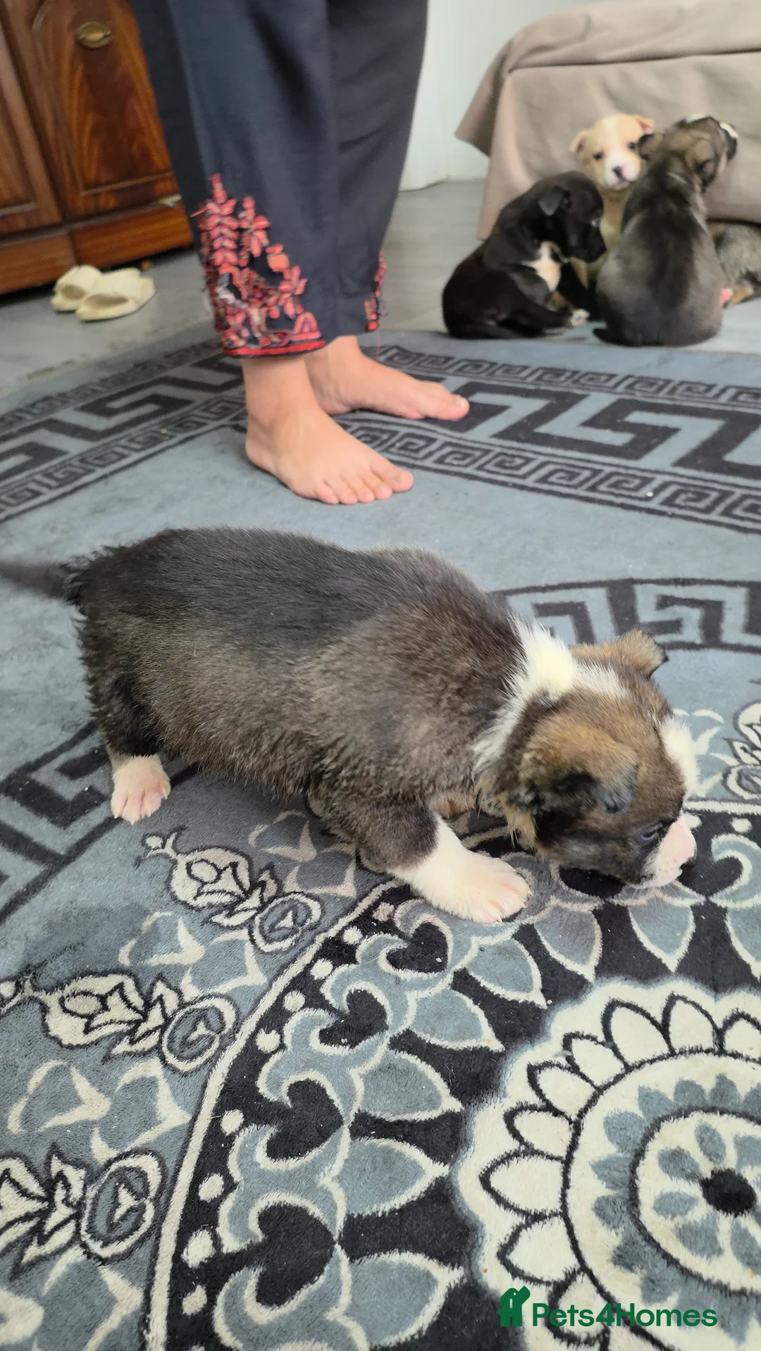 Mixed Breed dogs for sale: Siberian husky puppies  - Advert 7