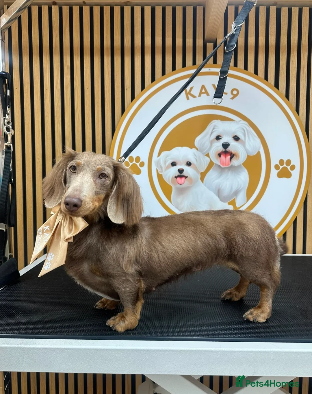 Miniature Dachshund dogs for sale: Long haired Isabella miniature Dachshund - Advert 1