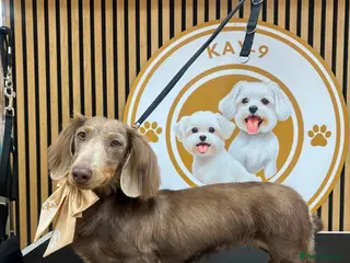 Miniature Dachshund dogs Long haired Isabella miniature Dachshund - Advert 4
