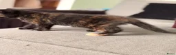 Mixed Breed cats for sale: Kittens for sale - Advert 2