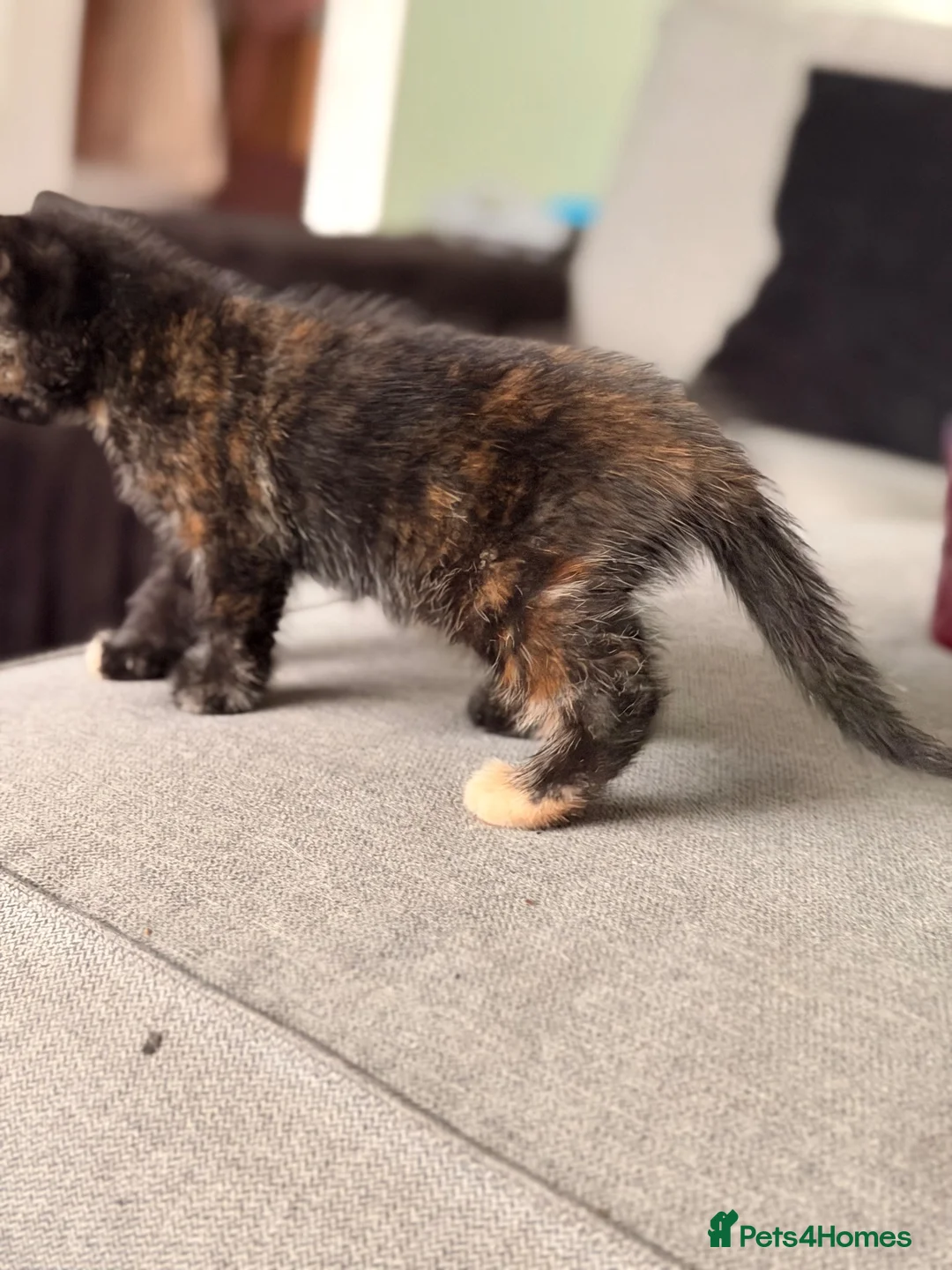 Mixed Breed cats for sale: Kittens for sale - Advert 2