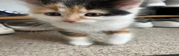 Mixed Breed cats for sale: One female calico longhair kitten  in Kidlington - Advert 2
