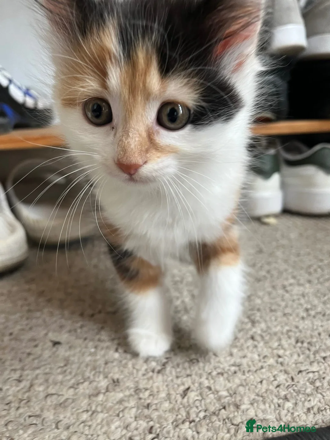 Mixed Breed cats for sale: One female calico longhair kitten  in Kidlington - Advert 2
