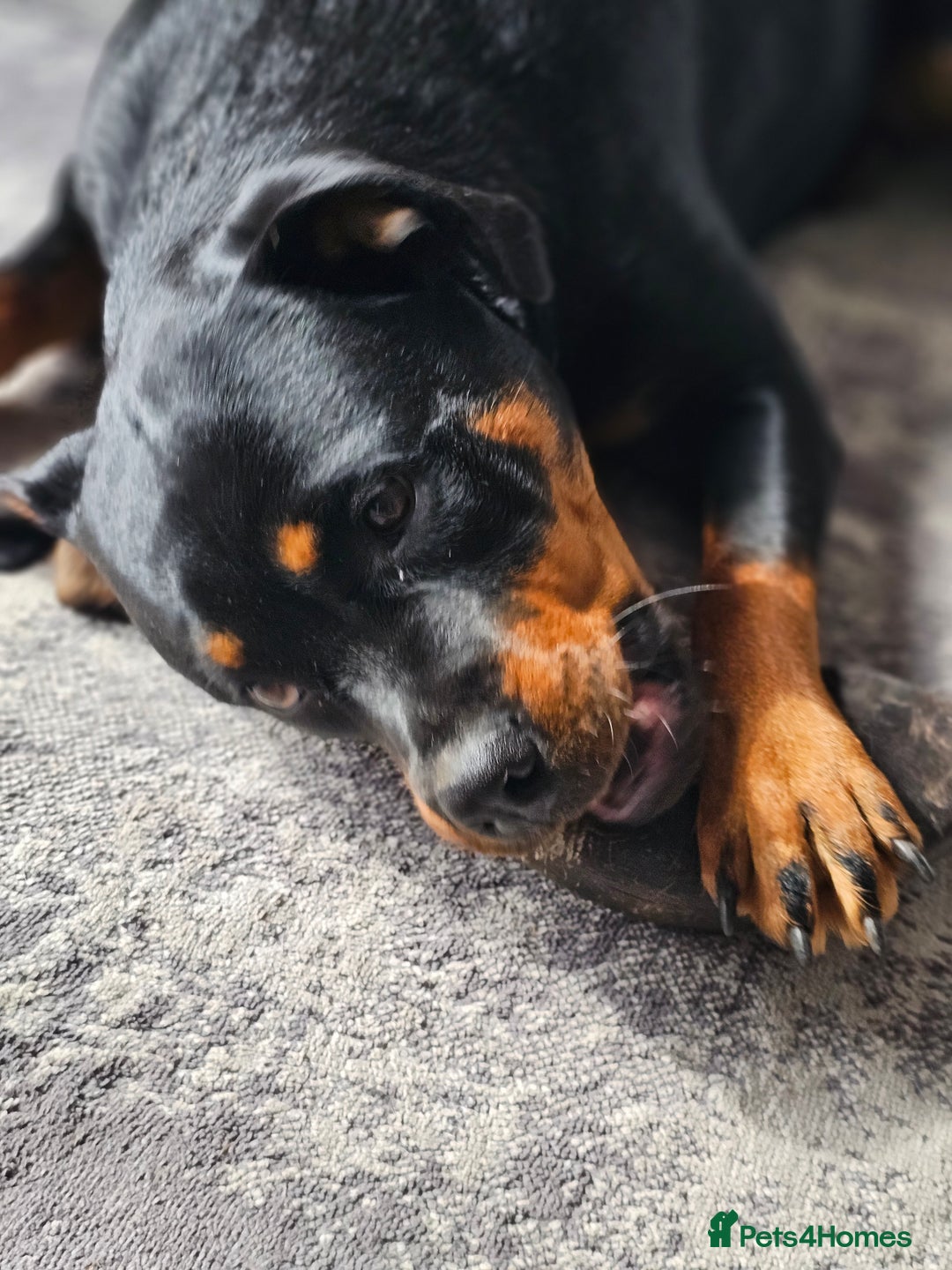Rottweiler dogs for sale: 🖤 18-Month-Female Rottweiler – Loving, Loyal 🖤 - Image 9