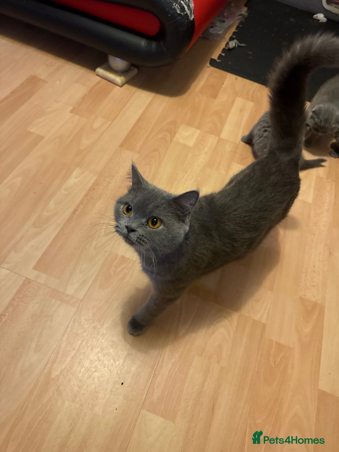 British Shorthair cats for sale: Kittens  - Advert 1