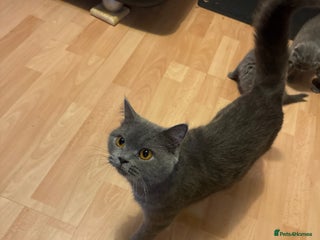 British Shorthair cats Kittens - Advert 4