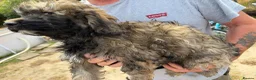 Mixed Breed dogs for sale: Cockachon /cockerchon pups  - Advert 18