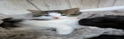 Siberian cats for sale: Siberian crossed kittens/ just Boy 1 left  - Advert 7