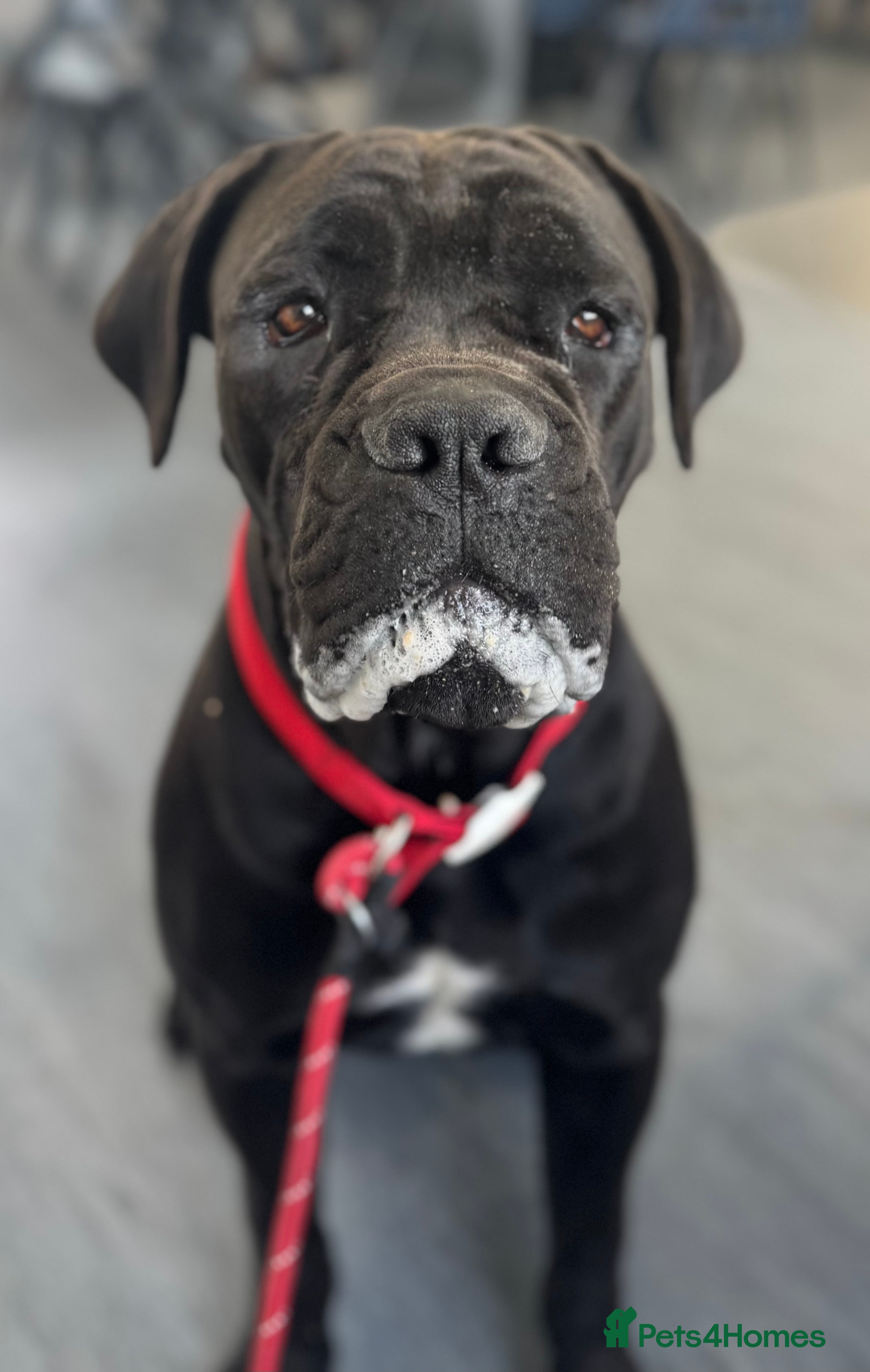 Cane Corso dogs Cane corso Female  - Advert 3