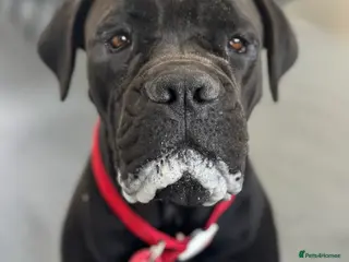 Cane Corso dogs Cane corso Female - Advert 15