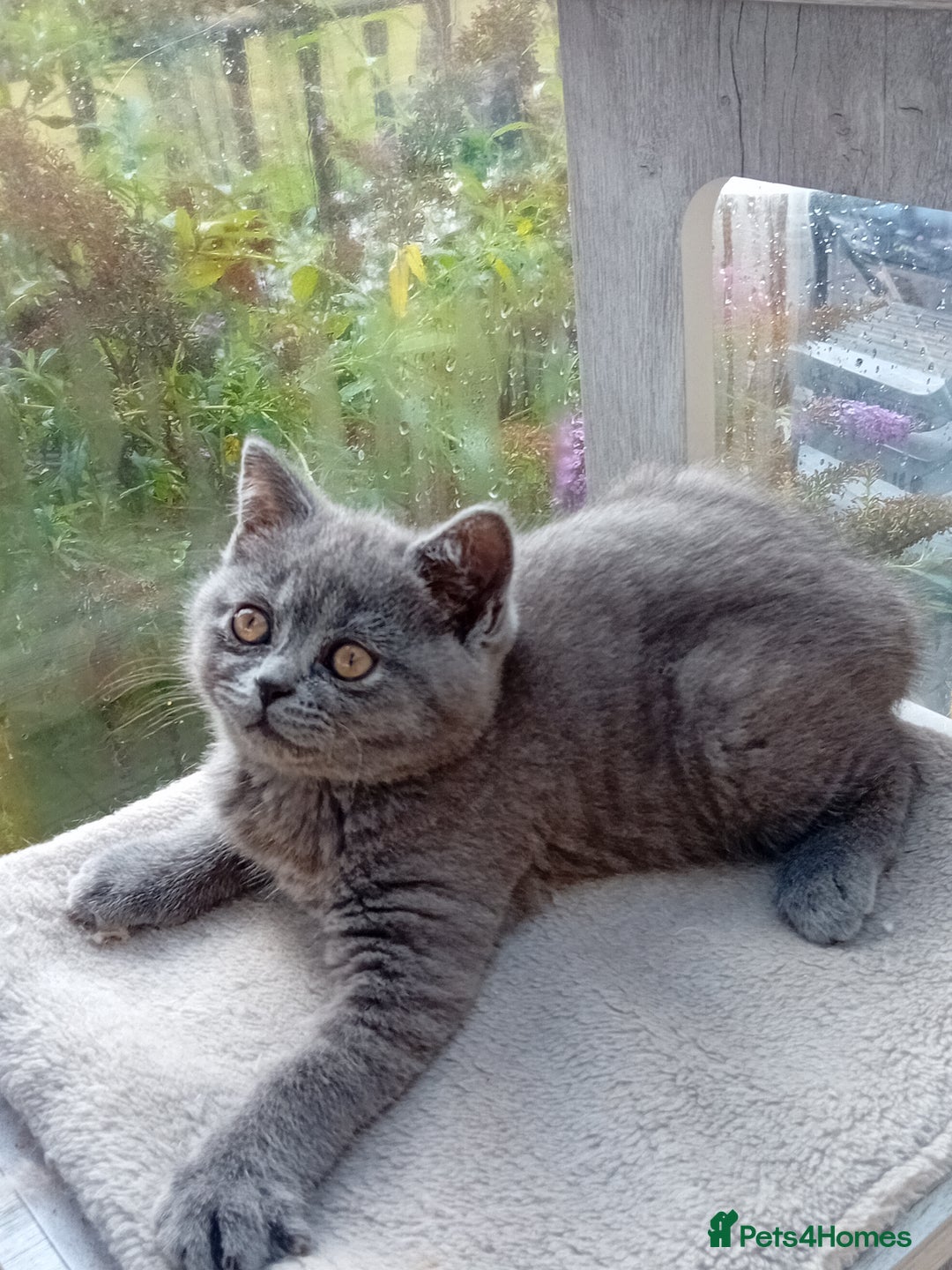 British Shorthair cats for sale: Beautiful British short-hair kittens  - Image 2