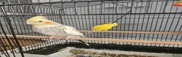 Cockatiels birds for sale: Cockatiels and Budgie - Advert 2