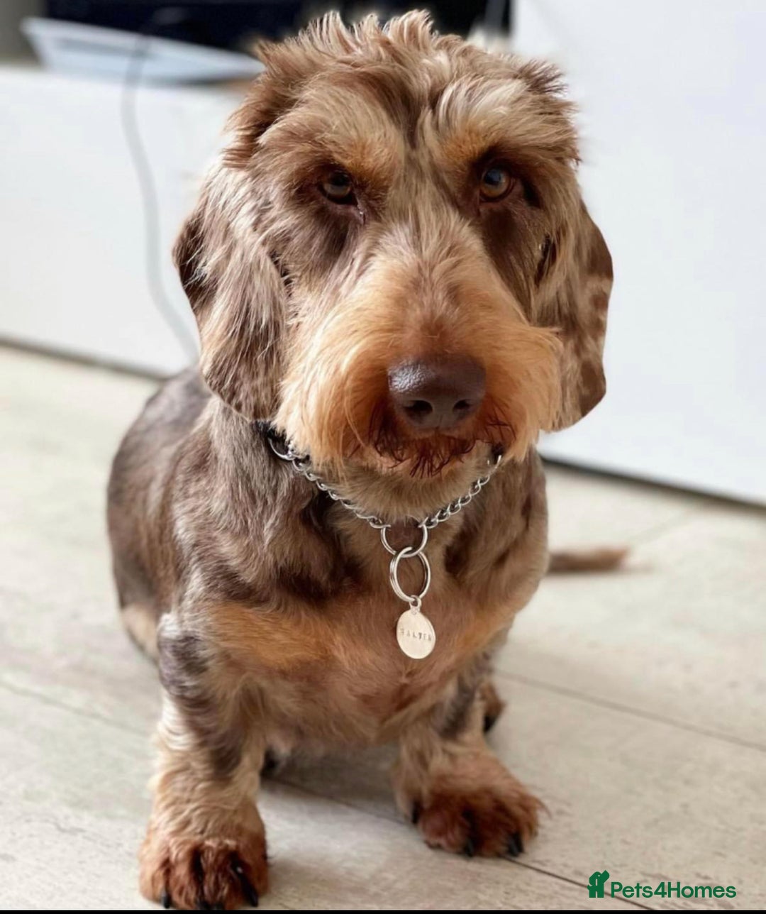 Dachshund dogs for sale: Fully dna health tested wire hair dachshund pups - Image 23
