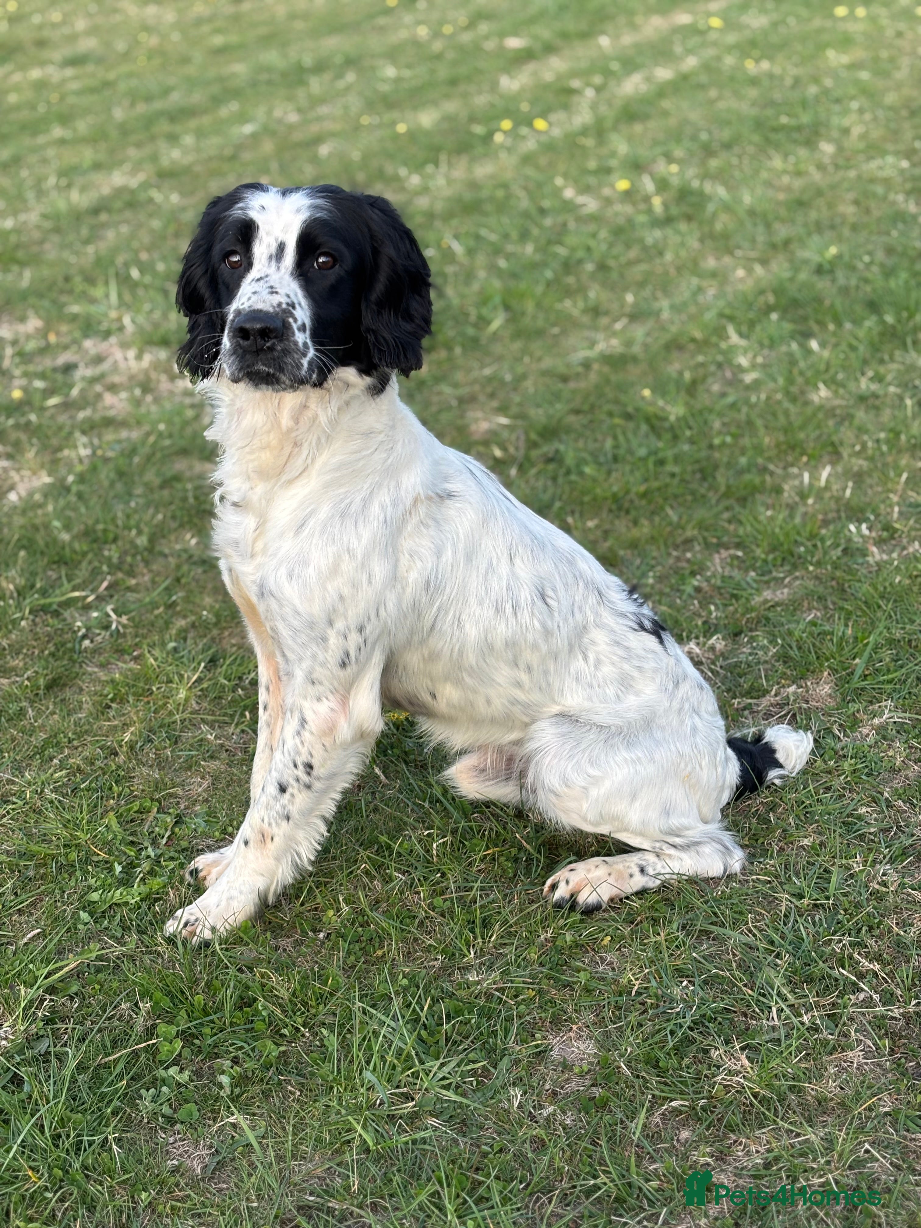 English Springer Spaniel dogs Sarge- proven and fully DNA tested STUD in Devizes - Advert 14