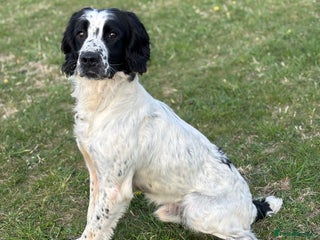 English Springer Spaniel dogs in Devizes - Advert 26