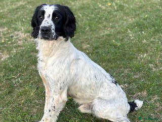 English Springer Spaniel dogs Sarge- proven and fully DNA tested STUD in Devizes - Advert 6