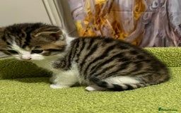 Mixed Breed cats for sale: READY NOW, 3 BEAUTIFUL TABBY BOYS (with Bengal)  - Image 10