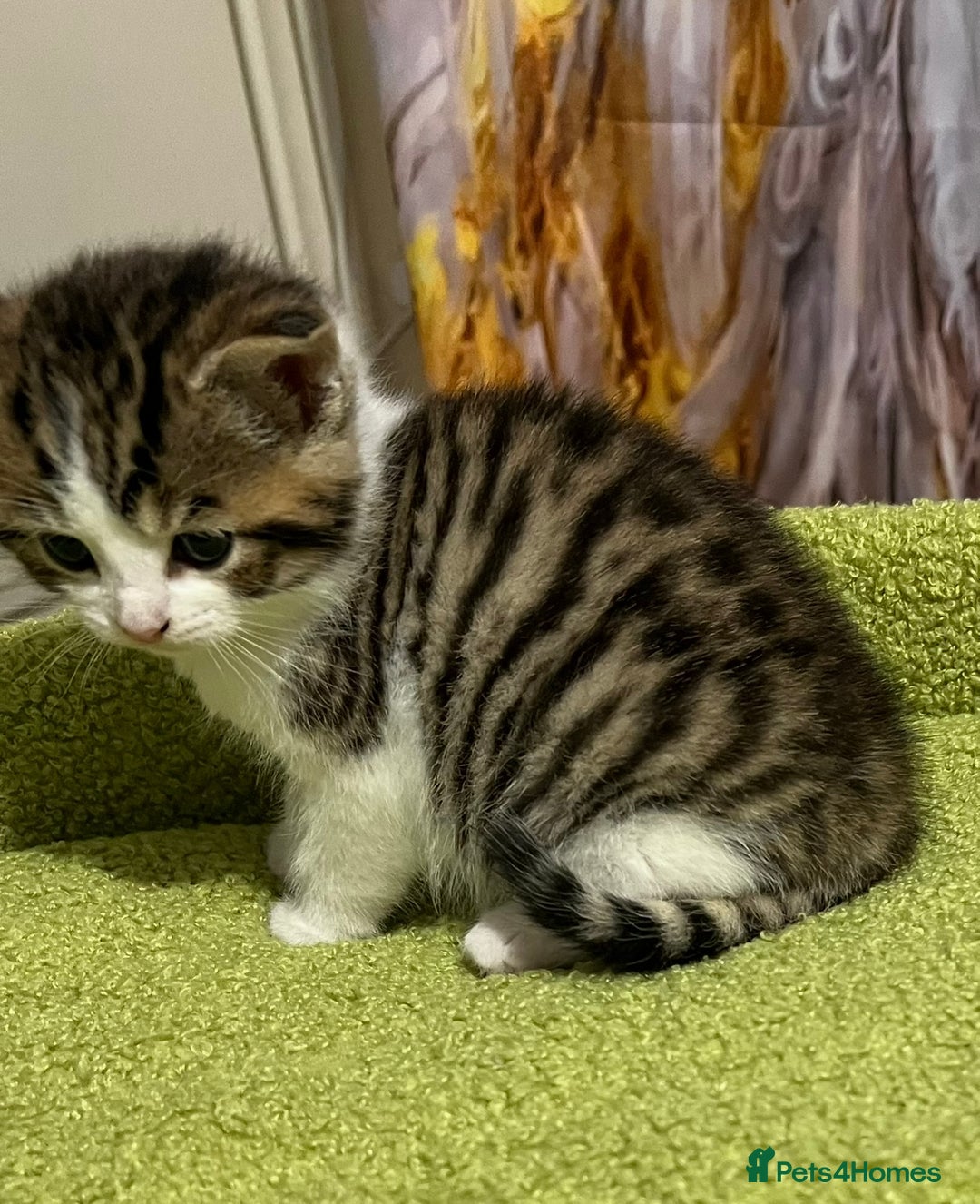 Mixed Breed cats for sale: READY NOW, 3 BEAUTIFUL TABBY BOYS (with Bengal)  - Image 10