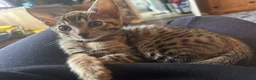 Savannah cats for sale: Beautiful Male Savannah f5 in Alresford - Advert 5