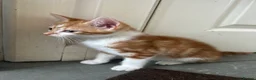 Mixed Breed cats for sale: Two gorgeous boy kittens ready to leave  - Advert 10