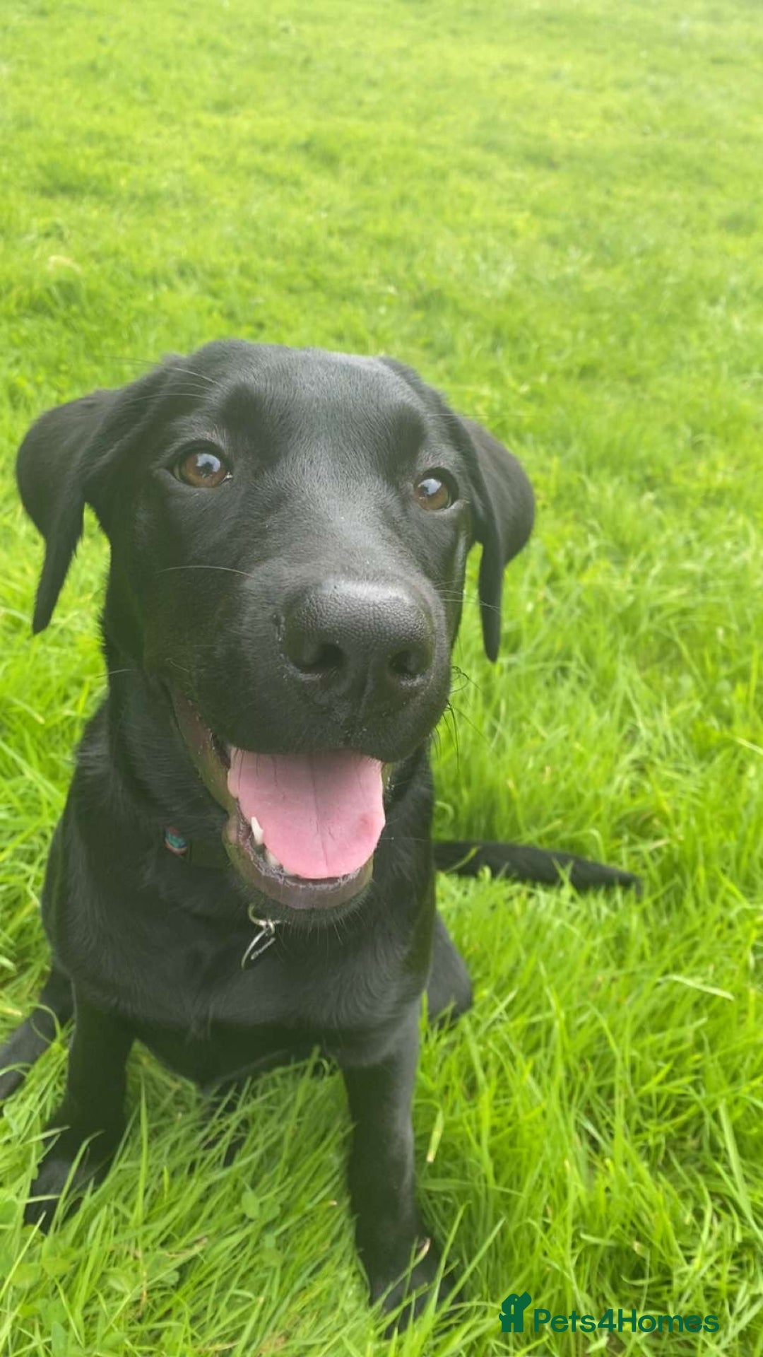 Labrador Retriever dogs for sale: Winston  - Advert 4