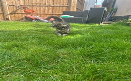British Shorthair cats for sale: 3 beautiful kittens - Image 7