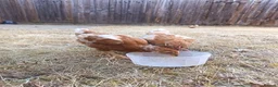 Chickens poultry for sale: Hens for sale, 3 goldline hens - Advert 2