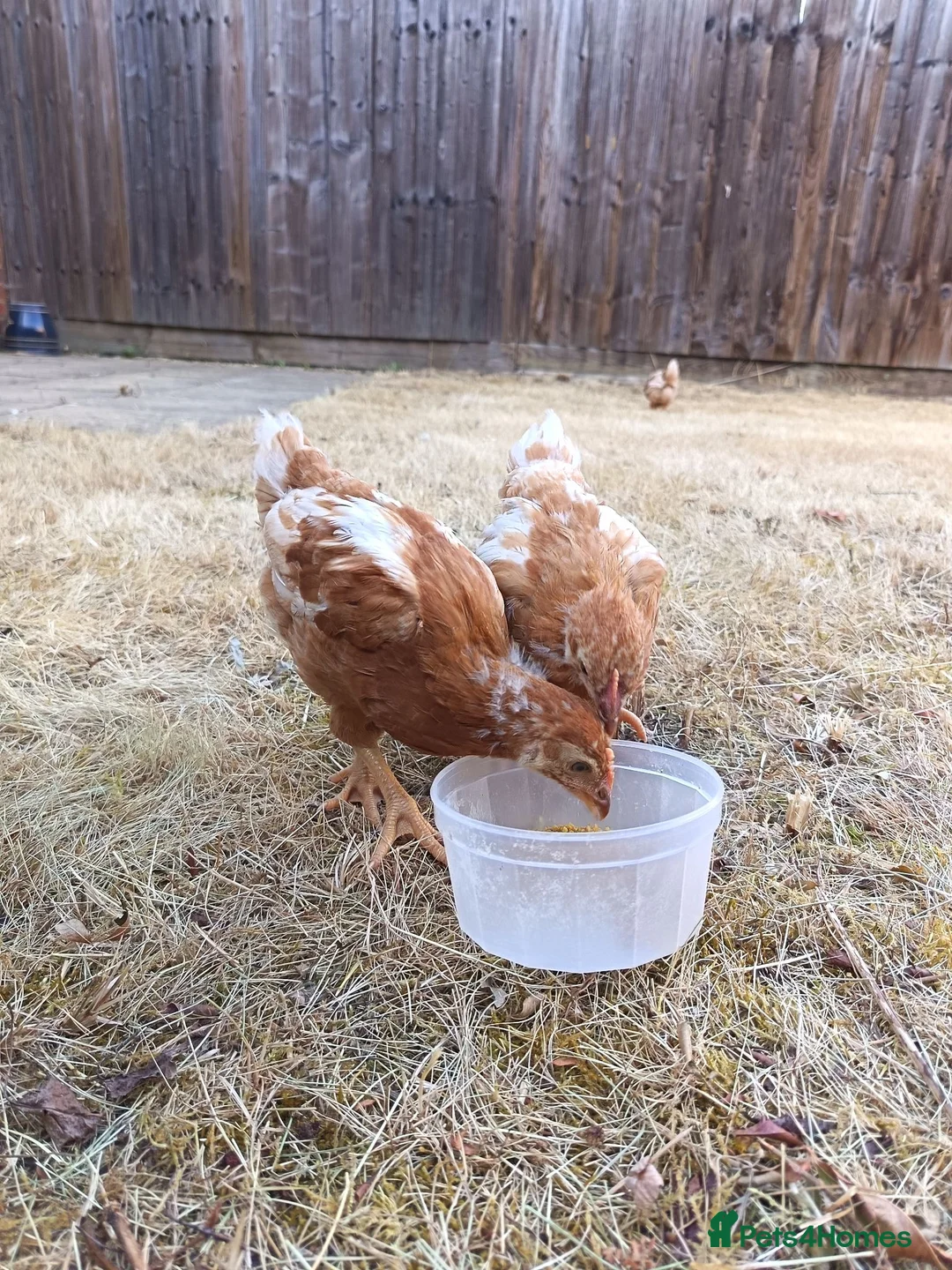Chickens poultry for sale: Hens for sale, 3 goldline hens - Advert 2
