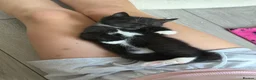 Mixed Breed cats for sale: Dribble - Advert 5