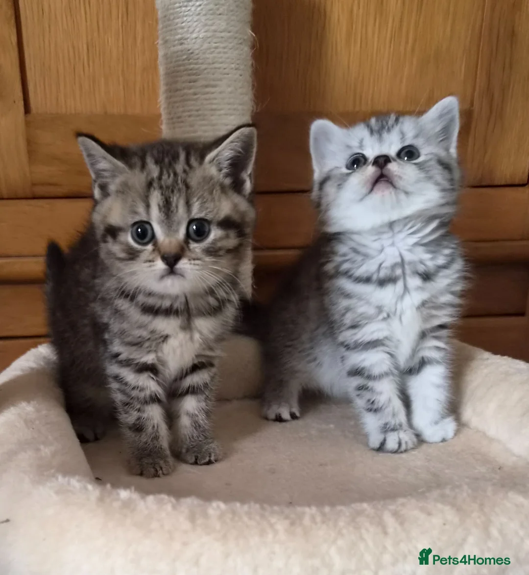 British Shorthair cats for sale: Gorgeous British Shorthair kittens  - Advert 15