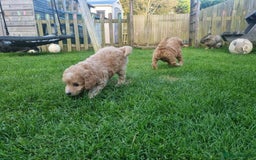 Labradoodle dogs for sale: Miniature f1b labradoodles - Image 4