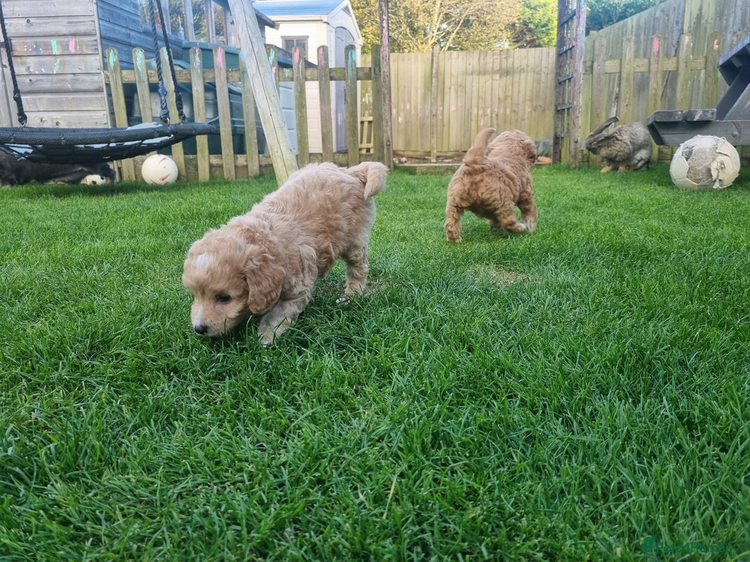 Labradoodle dogs for sale: Miniature f1b labradoodles - Image 4