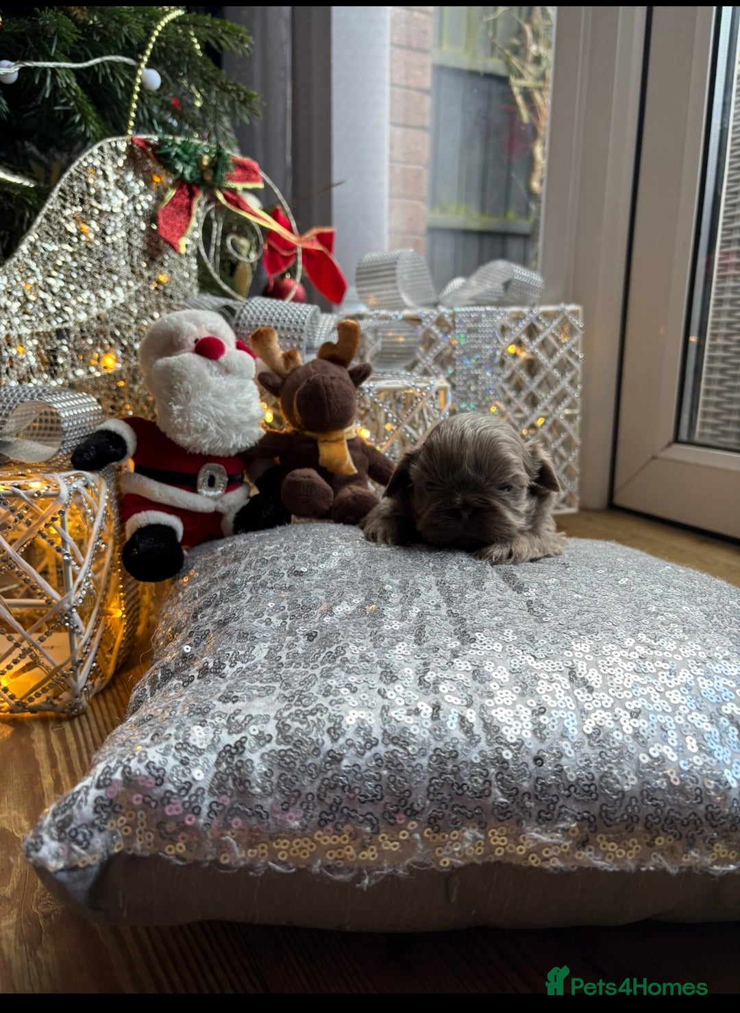 Shih Tzu dogs for sale: 4 beautiful stunning shih tzu puppies  - Advert 13