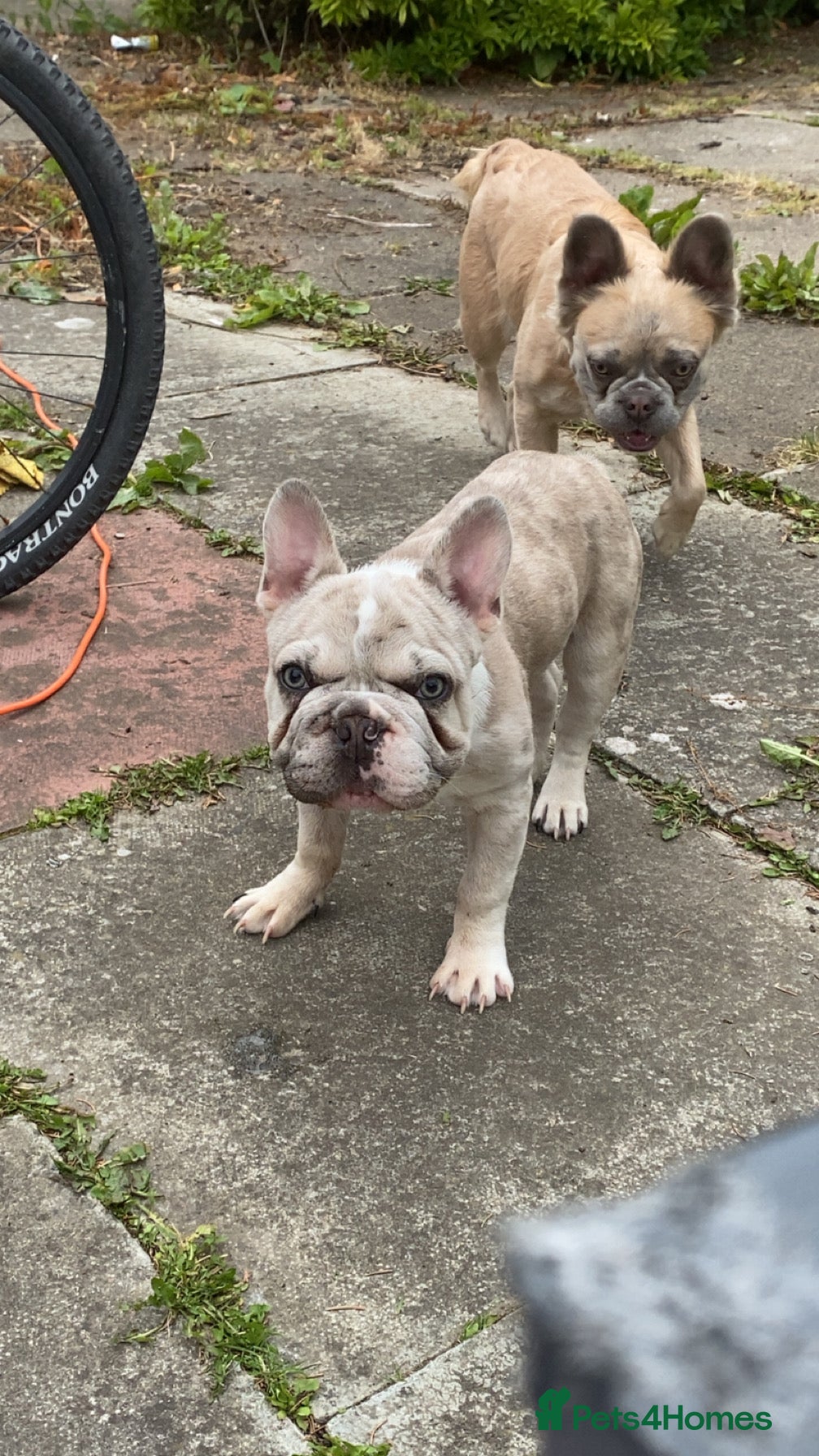 French Bulldog dogs 💎 Simba – Merle French Bulldog Stud 🐾 - Advert 1