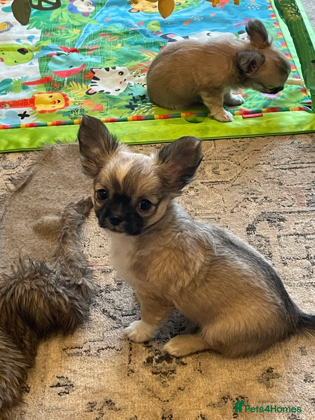 Chihuahua dogs for sale: Chihuahua long coat female puppies  - Advert 6