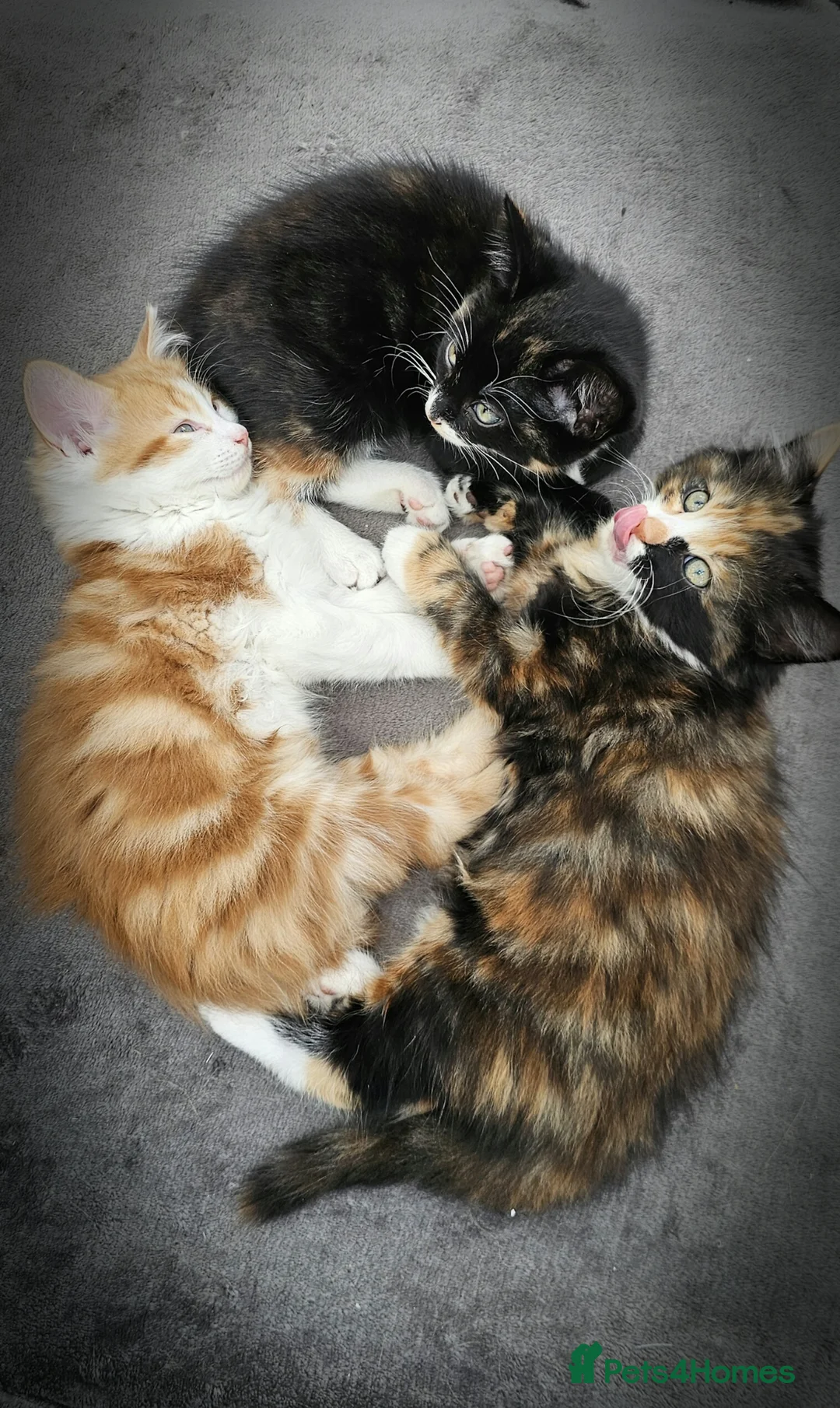 Mixed Breed cats for sale: 3 Lovely Kittens READY FOR A NEW HOME NOW !!! in West Drayton - Advert 2