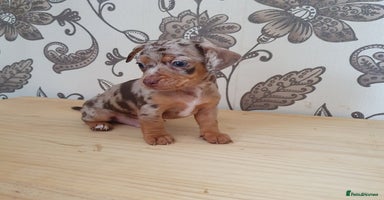 Miniature Dachshund dogs - Advert 6