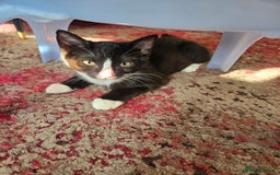 Ragdoll cats for sale:  Ragdoll x British Shorthair Kittens for Sale in Northampton - Image 4