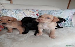 Labrador Retriever dogs for sale: KC reg DNA tested Labrador puppies. - Image 4