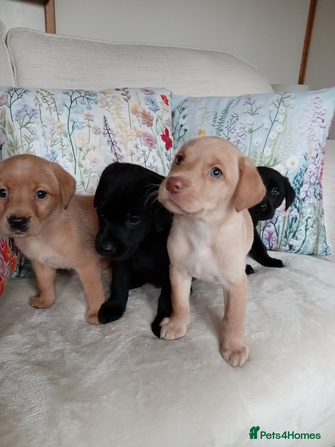 Labrador Retriever dogs for sale: KC reg DNA tested Labrador puppies. - Image 4