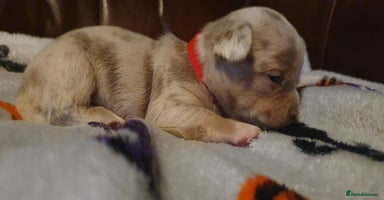 Chihuahua dogs Stunning litter of chihuahua puppies  - Advert 16