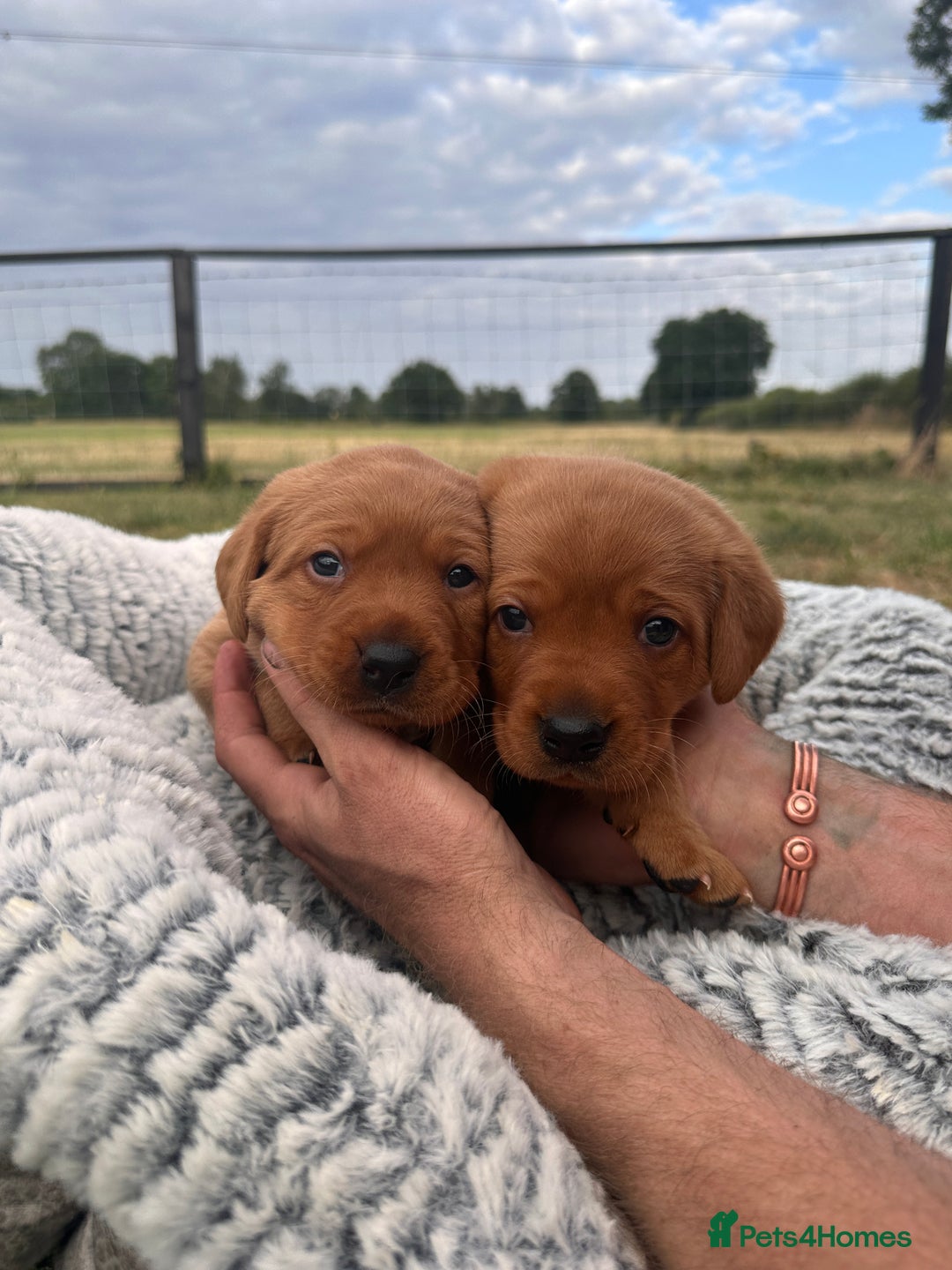Labrador Retriever dogs for sale: Fox red Labrador puppies for sale - Image 2