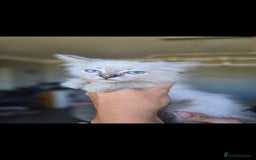 Ragdoll cats for sale: 2 Stunning Ragdolls Kittens Left  - Image 12