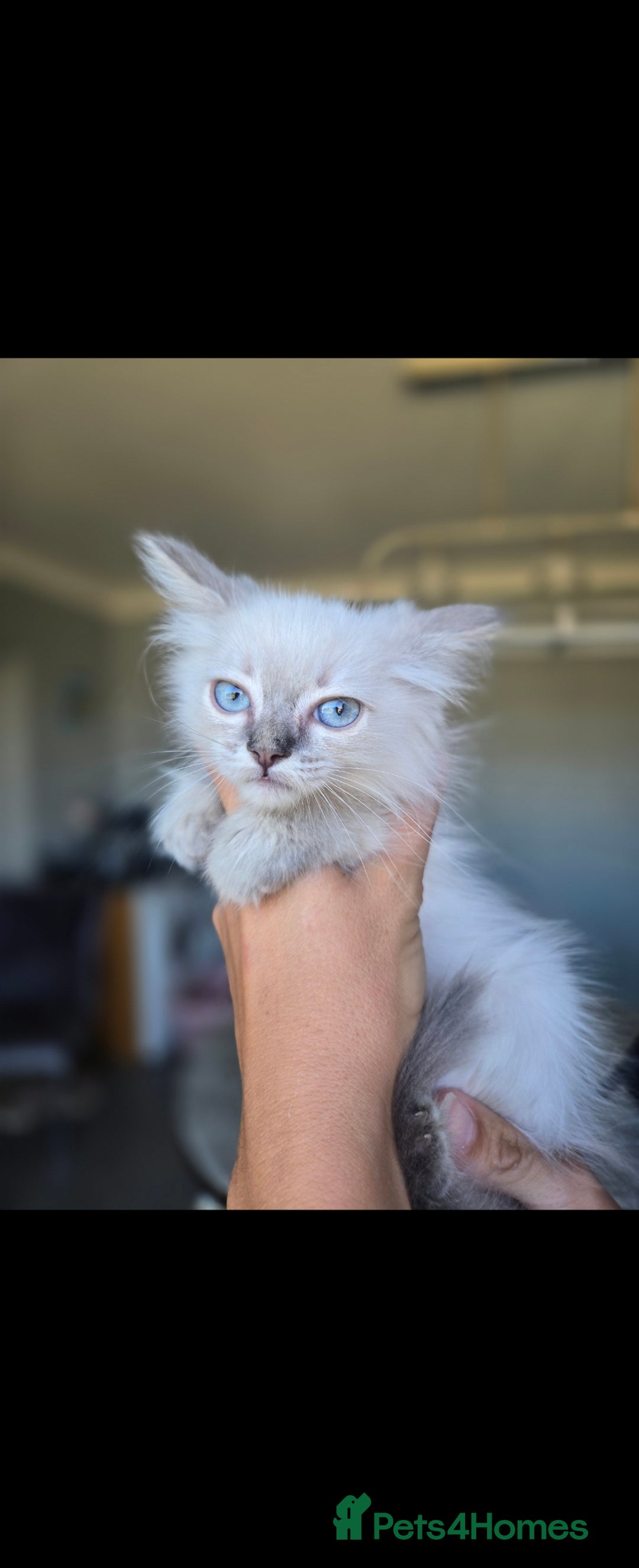 Ragdoll cats for sale: 2 Stunning Ragdolls Kittens Left  - Image 12